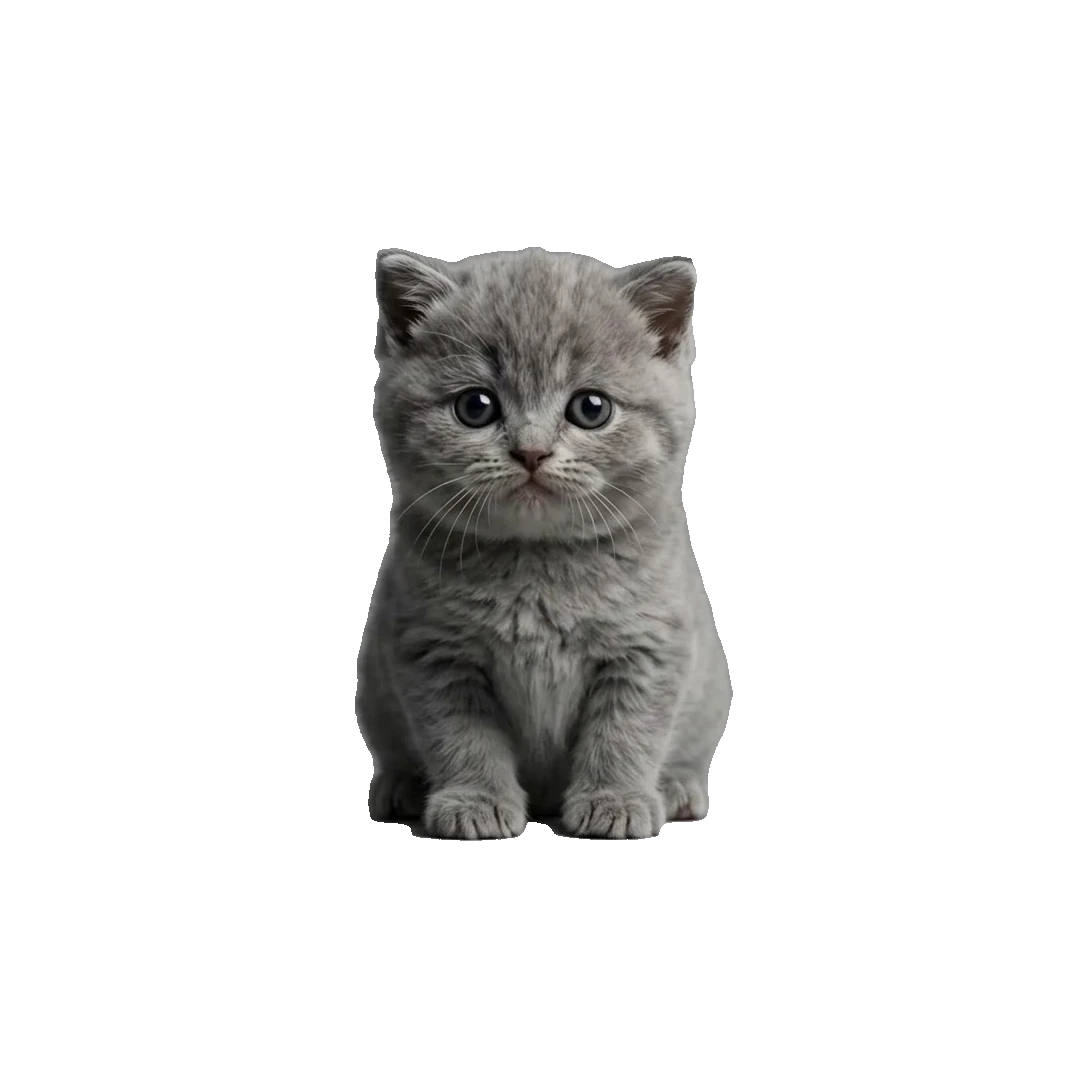 Baby British Shorthair
