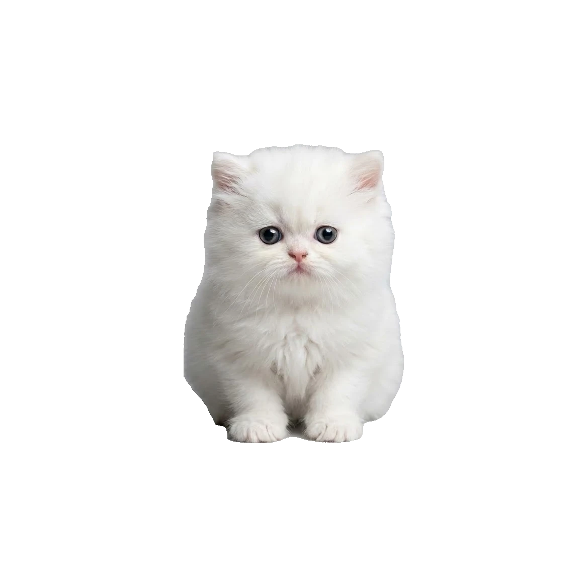 Baby Persian